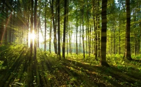 Fotosentez Nedir? Bitkilerin Güneş Işığından Enerji Üretimi