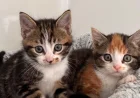 Zeki Kedi Türleri: En Akıllı Kedi Irkları ve Özellikleri