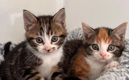 Zeki Kedi Türleri: En Akıllı Kedi Irkları ve Özellikleri